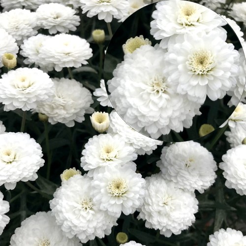 Argyranthemum frutescens 'Aramis® Double White' - Põõsas-hõbekakar 'Aramis® Double White' P9/0,55L